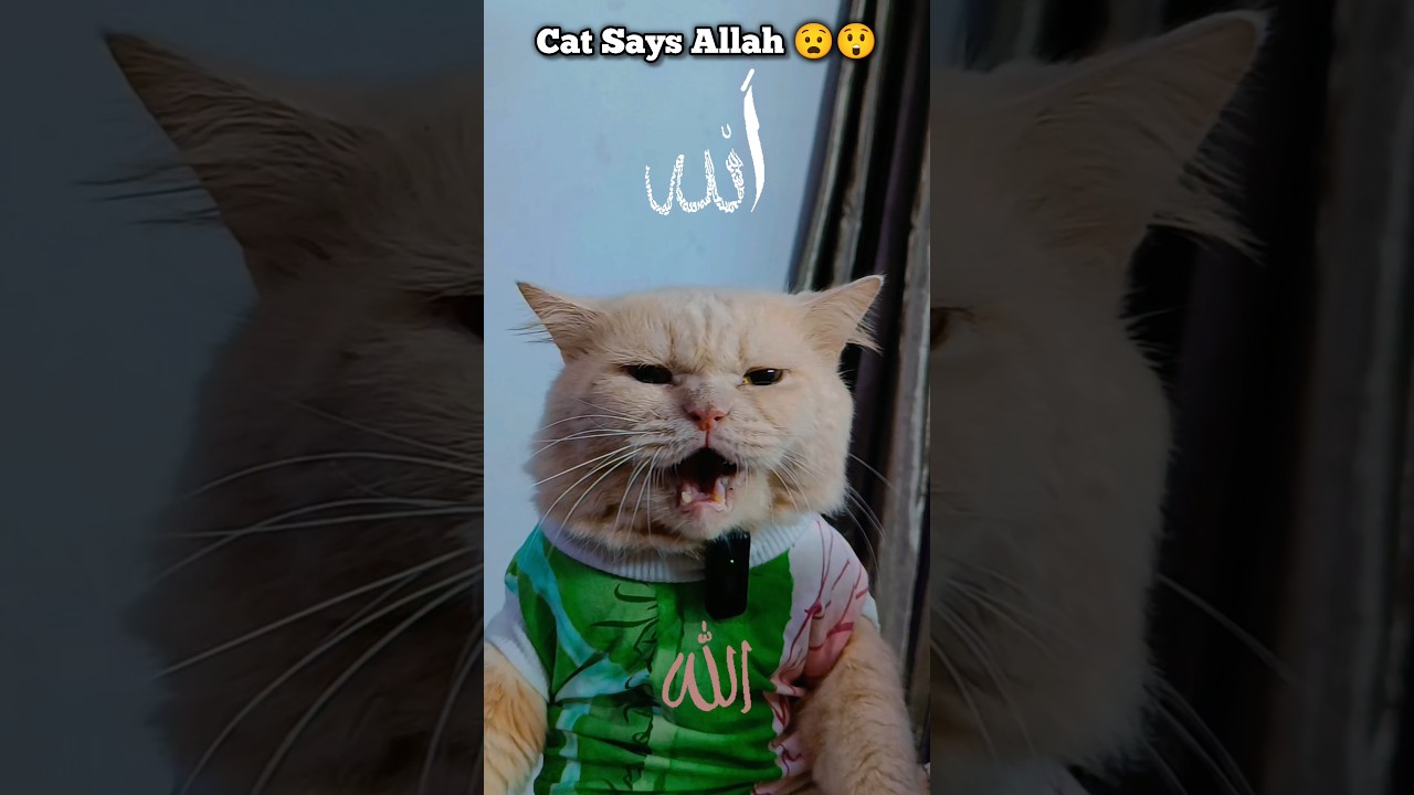 Голодный кот говорит: «Аллах» 😻🐾 || 
