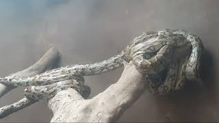 Indian Rock Python  🐍 @xxx_2-o6k @AdventuresofKickoSuperSpeedo @Animal @Reptile