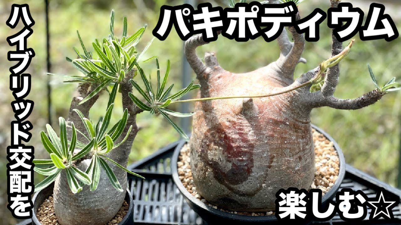 p*r様 パキポディウム　ハイブリッド　(検索　グラキリス p*r様 パキポディウム ハイブリッド (検索 グラキリス - メルカリ
