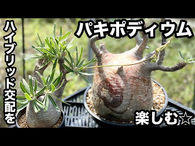 『塊根植物/コーデックス』パキポディウムのハイブリッド交配を楽しむ☆