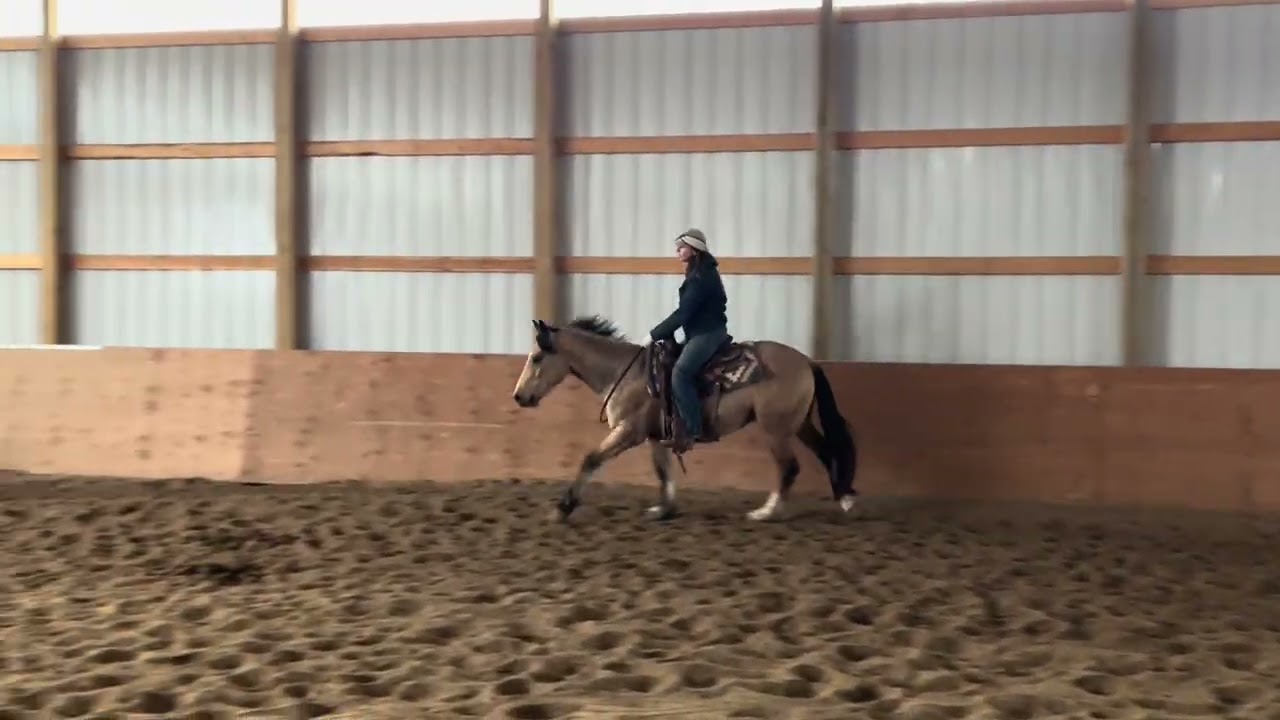 Knox three-year-old gypsy quarter horse gelding