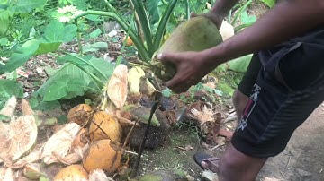 How to Remove Coconut Husk using Crow Bar [Sri Lankan Village Life]