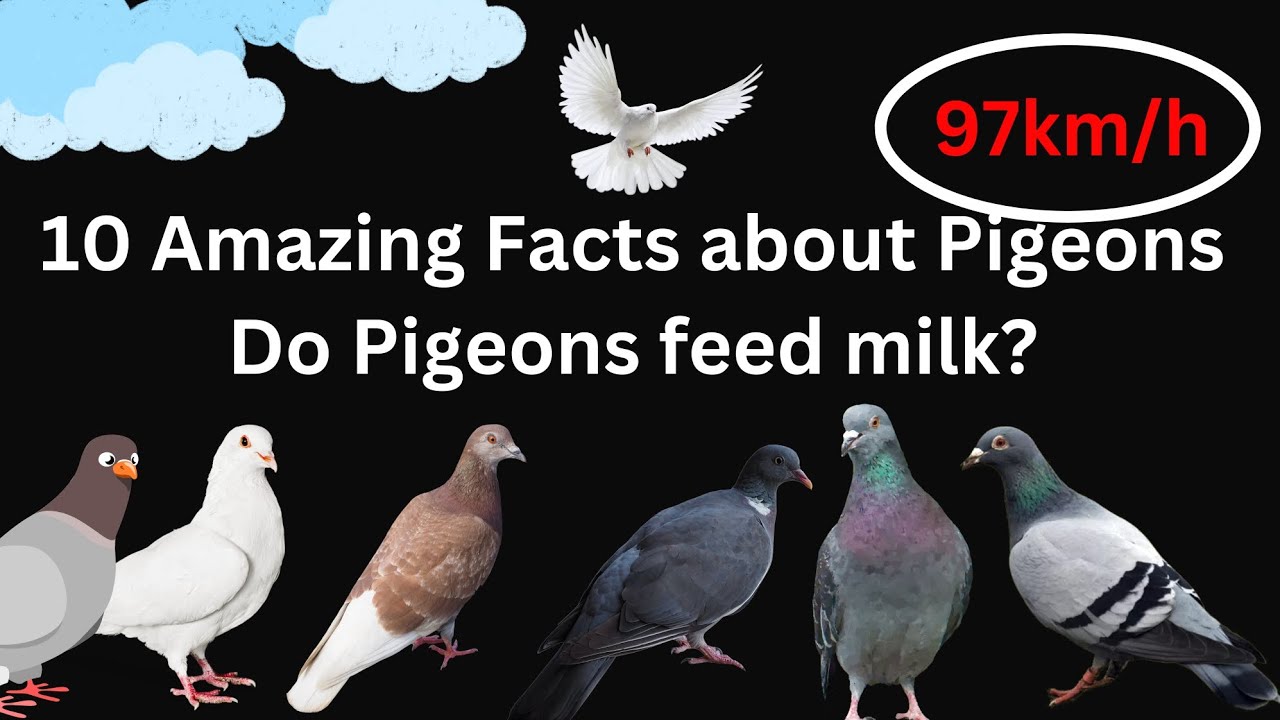 10 Amazing Facts about Pigeons Do pigeons provide milk to their