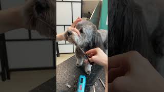 Havanese face trim (vertical video)