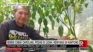 Download Lagu BISNIS CABAI CAROLINA, PEDAS DI LIDAH, KENYANG DI KANTONG | REDAKSI PAGI (14/05/23) MP3