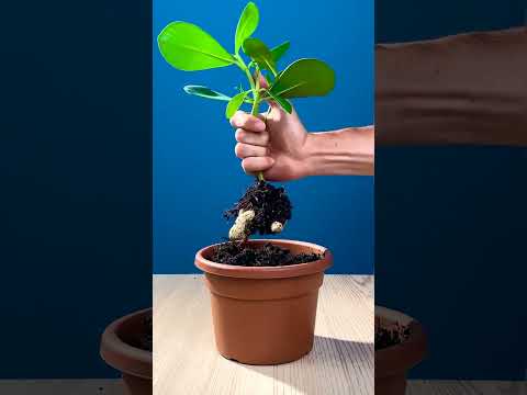 Seedling Secrets Revealed 🌱