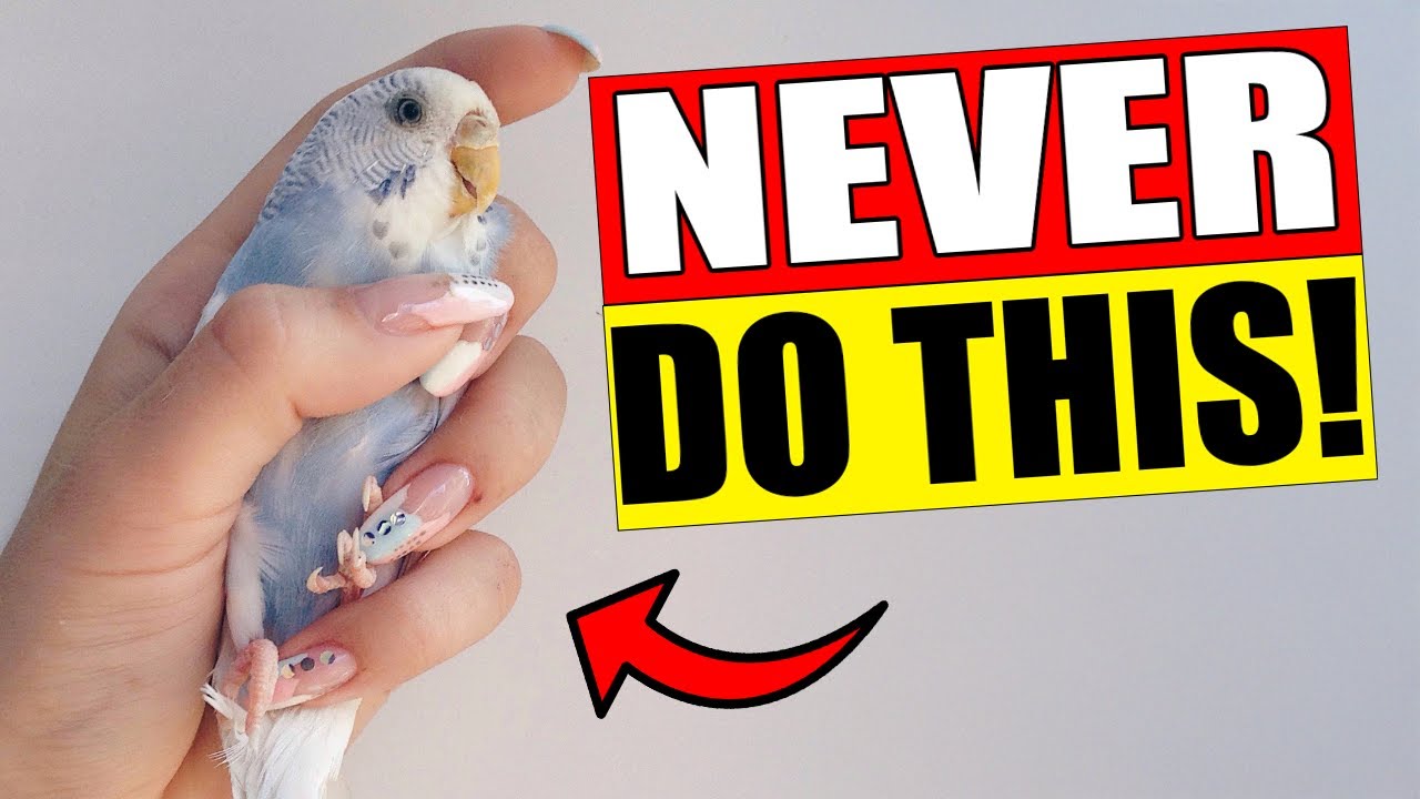 13 MISTAKES That 90% of Budgie Owners MAKE!