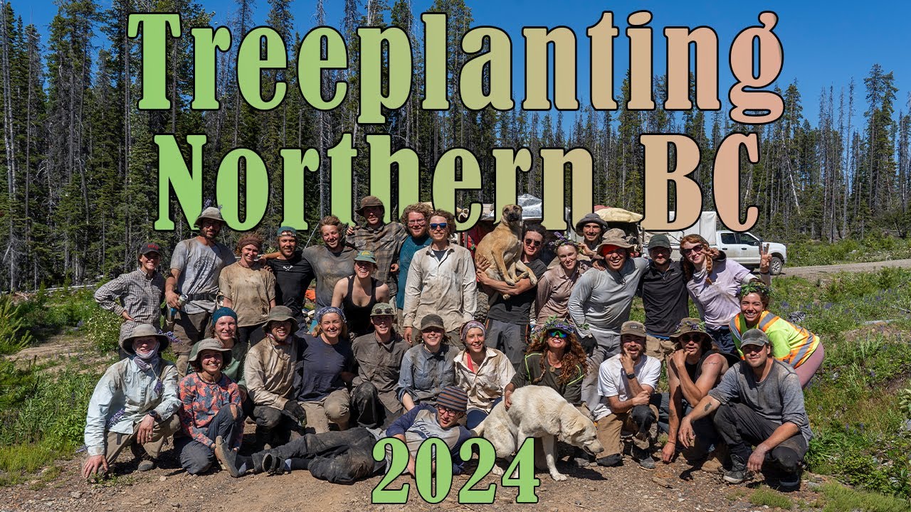 Tree planting in Northern BC, 2024
