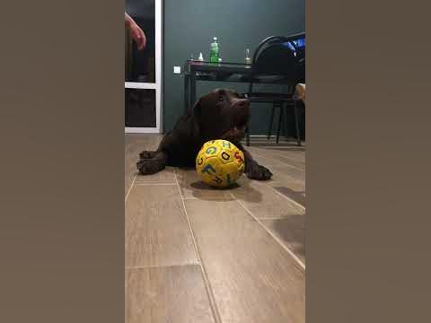 Панк рок дог #shorts #labrador - YouTube
