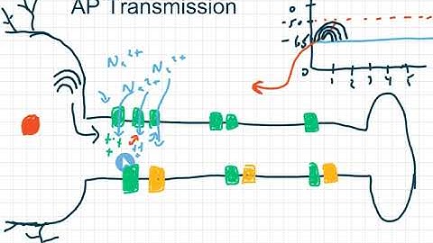Exercise Physiology - Chapter 7 - Part 2: Neuron Communication