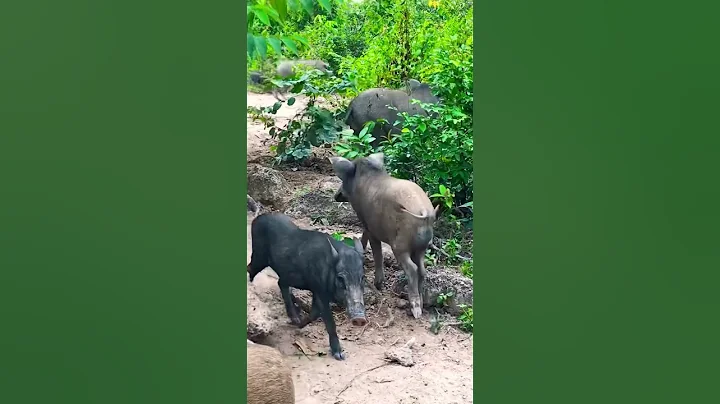 Friendly wild boars walking.#shorts #boars #wildboar #wildlife #viral #trending #funny #wildanimals