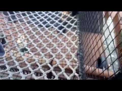 Adam the Woo's Spirit Animal - DCA sometimes vlogstravaganza