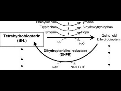 Dihydropteridine Reductase DHPR Deficiency Affecting Tetrahydrobiopterin BH4 Synthesis Pathway