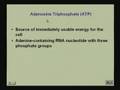 Lecture - 18 Vitamins and Coenzymes 1