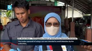 Terengganu JPV seizes 28 smuggled goats ahead of Aidiladha