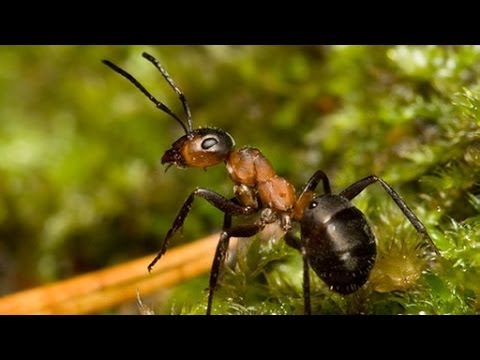 Die Rote Schildkröte Kinox Die Rote Schildkröte Kinox