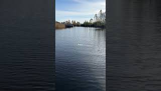 Берег Чудского озера #природныепейзажи #чудскоеозеро #лохусуу