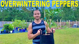 Overwintering Pepper Plants: How To Dig, Pot, Fertilize And Prune Them