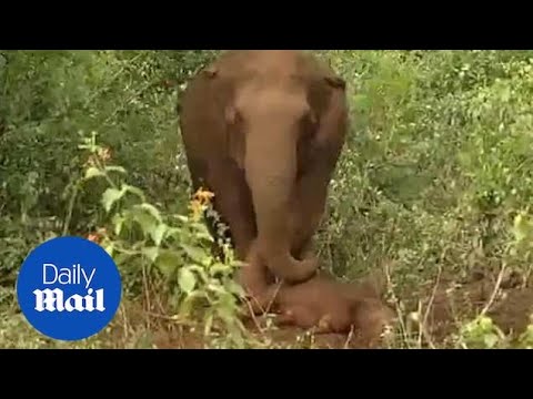 Heartbreaking moment an elephant tries to wake up its dead calf