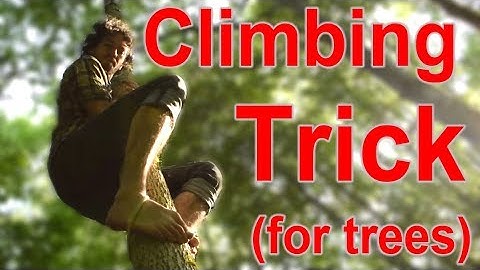 Climbing big trees with no branches using a 3ft of rope or a root.