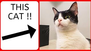Best Tuxedo Cat Video (2019) - TV for Cats - This Tuxedo Cat is Awesome TOO CUTE by Muziq The Cat 158 views 5 years ago 1 minute, 30 seconds