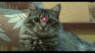 Animals chasing laser pointers compilation 2020!