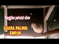 Suara perkutut silver gacor paling enak didengar cocok buat pancingan