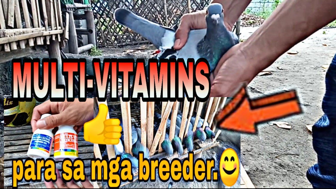 Multi-Vitamins para sa ating mga breeder na kalapati - YouTube