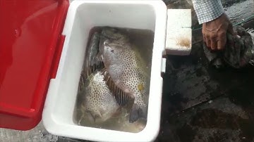 Câu trúng ổ cá dìa to khủng giật đã tay  (tập 81)