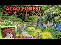 Atami Tour Part Two ACAO FOREST