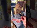 หัวปลาของหนู #ทาสแมว #cat #shots #แมวน่ารัก #แมว #cute