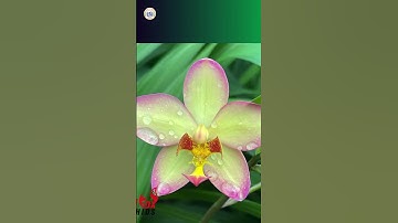 Top 10 hình ảnh đẹp nhất hoa lan Chu Đỉnh (Spathoglottis)#Spathoglottis#lan chu đỉnh#địa lan#top10#