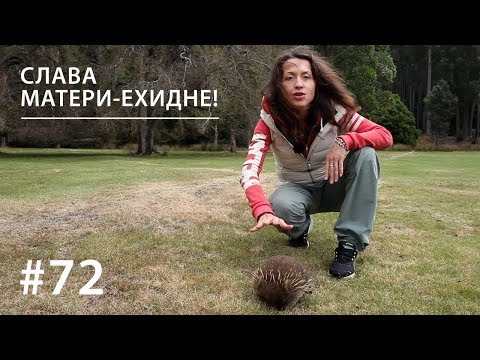 СЛАВА МАТЕРИ-ЕХИДНЕ! // Всё как у зверей #72