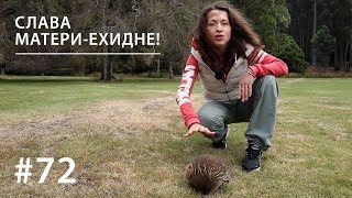 картинка: СЛАВА МАТЕРИ-ЕХИДНЕ! // Всё как у зверей #72