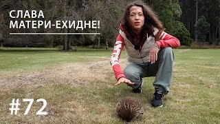 СЛАВА МАТЕРИ-ЕХИДНЕ! // Всё как у зверей #72