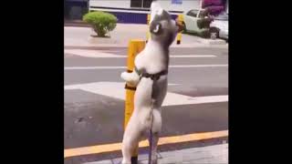 X File Dog