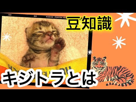 【猫】キジトラ猫とは【雑学・豆知識】Brown Mackerel Tabby