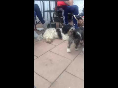 Video: Nyresvigt og gul opkastning i hunde