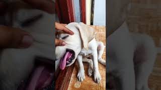 Reels with Simba | tik tok Labarador