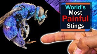 Most PAINFUL Insect Stings In The World - Schmidt Sting Pain Index