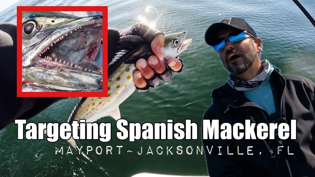 GOTCHA! Targeting Spanish Mackerel on the Mayport jetties in