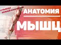 Мышцы ноги / Мышцы нижней конечности / Анатомия мышц нижней конечности /  МИОЛОГИЯ /