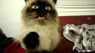 Max the crazy Himalayan cat