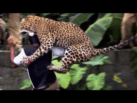 Download 51 Gambar Harimau Menerkam Keren 