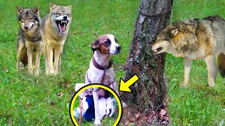 Wolves Want To Attack Dog With Puppies Tied To A Tree, But Then Hear The Hunter's Shot ... by UNITY 34,309 views 7 days ago 19 minutes