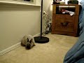 The Bunny Flop