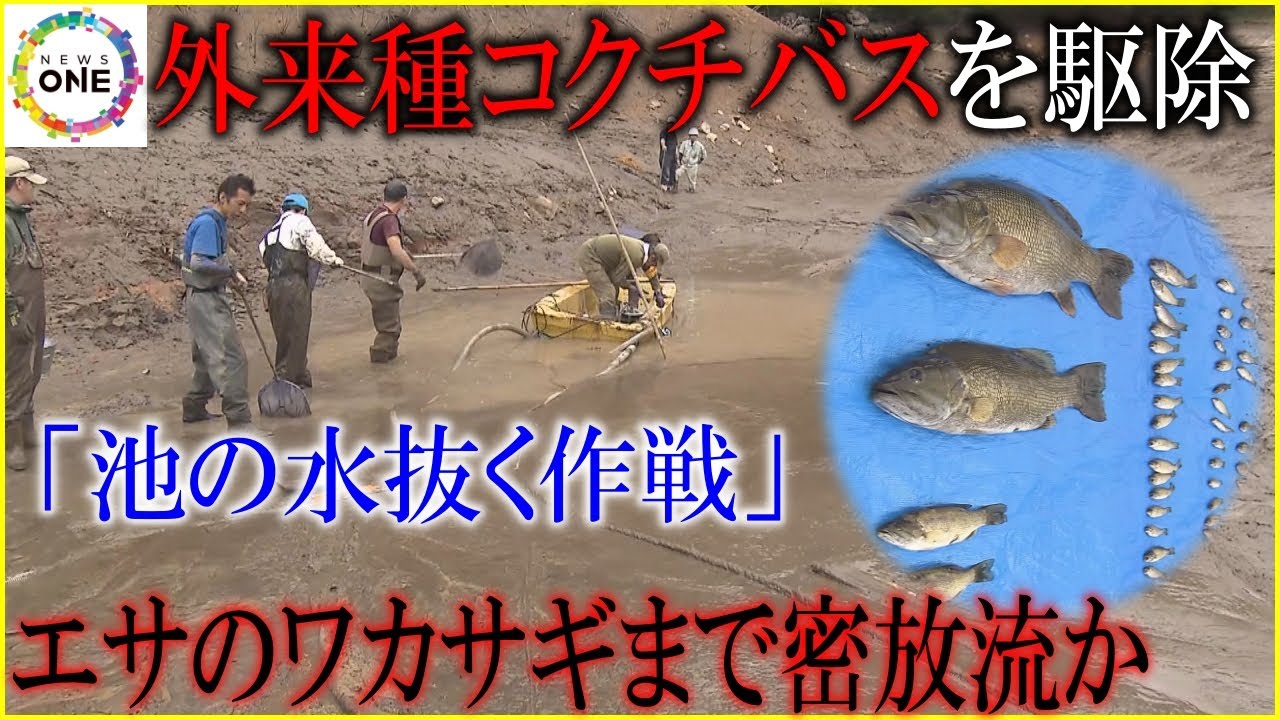 Even the smelt they use for food may have been illegally released 