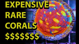 Expensive Rare Corals \\ Coral Prices & Historical Increase In the Hobby
