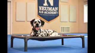 Theo (Long Haired Dalmatian) Boot Camp Dog Training Video Demonstration