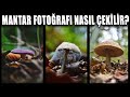 Mantar Fotoğrafı Nasıl Çekilir ? - Mushrooms Photograpy | İstanbul Belgrad Ormanı